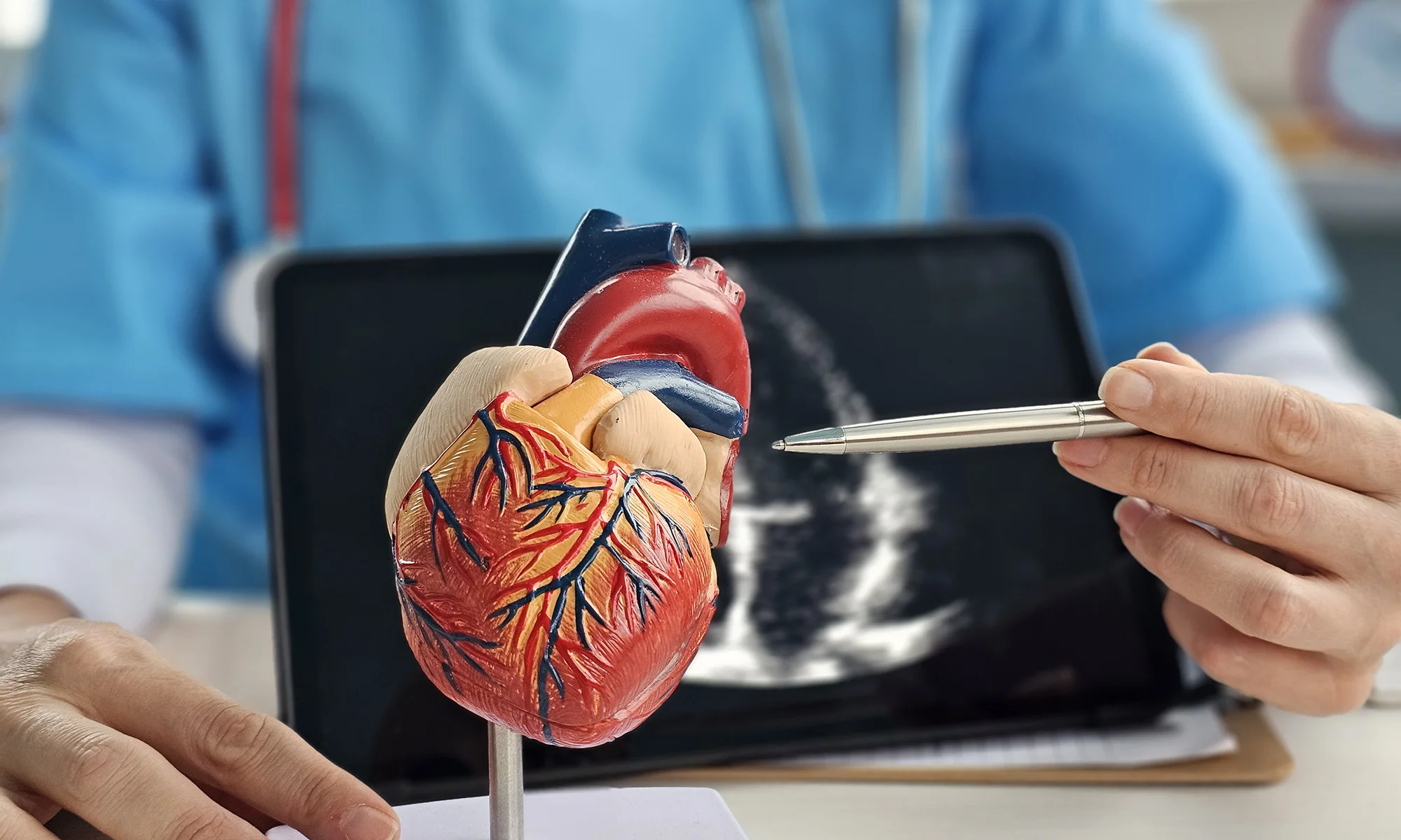 PCOM researcher pointing at a model of a human heart
