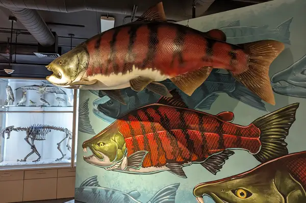 ‘Saber’ No More: A Giant Prehistoric Salmon Had Spike Teeth | PCOM