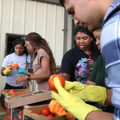 Future med students examine the skin of tomatoes as part of the FIRE program