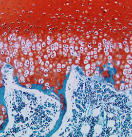 Macro shot of microscopic cells and tissue.