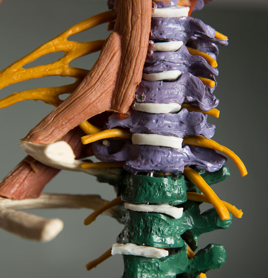 Macro shot of bone and joint vertebrate model