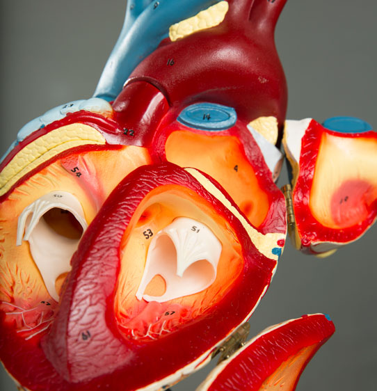 Macro shot of heart model