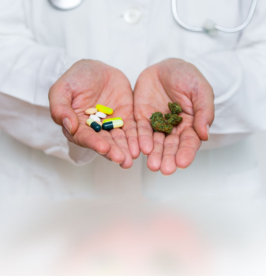 A doctor holds pills and medical marijuana sprouts.
