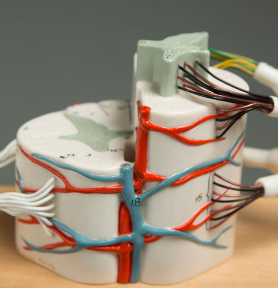 Macro shot of nervous system model.