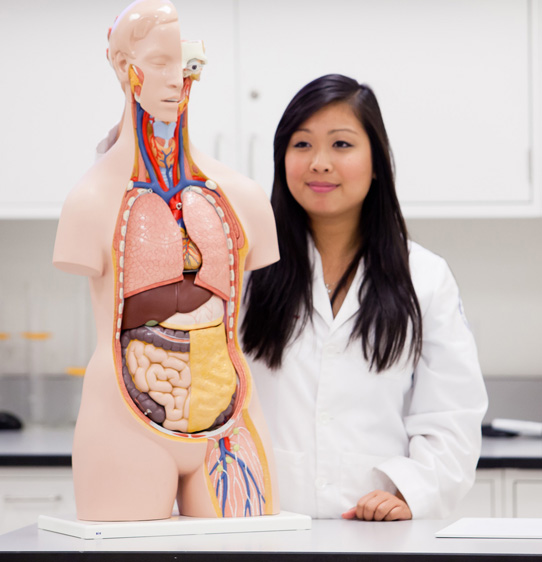 Medical student learning next to a plastic torso model with organs