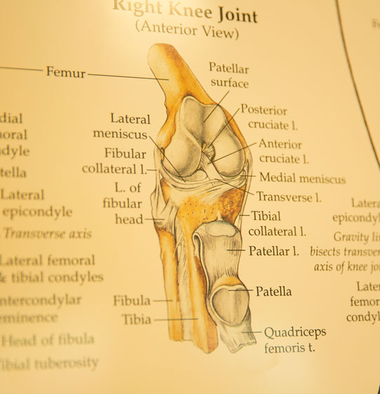 Macro shot of muscle and bone diagram in a medical textbook.